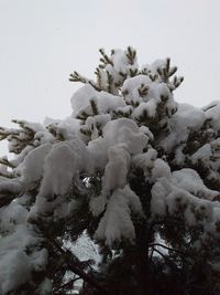 Close-up of tree against sky during winter