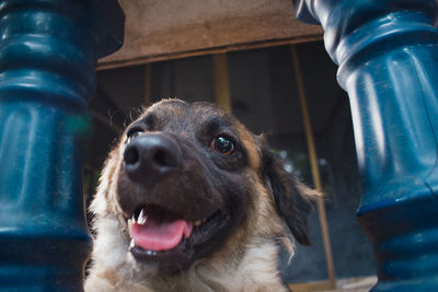 Close-up of a dog