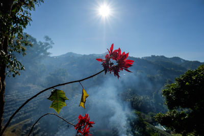 Close-up of red flowers against sky