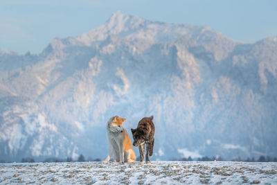 Dog on snow covered mountains against sky