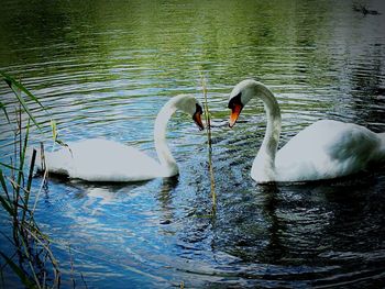 Two swans swimming in water