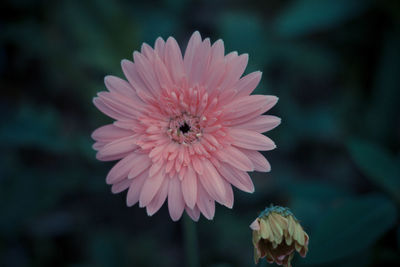 Close-up of insect on flower