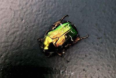 High angle view of insect on wet wood