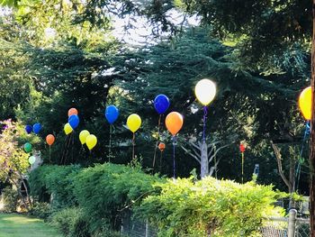 Multi colored balloons in park