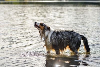 Horse standing in lake