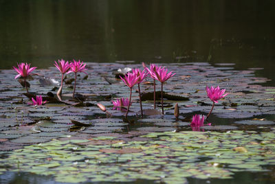 Close-up of pink flowers