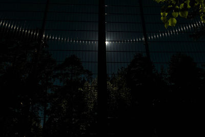 Illuminated trees at night