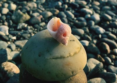 Close-up of pebbles on rock