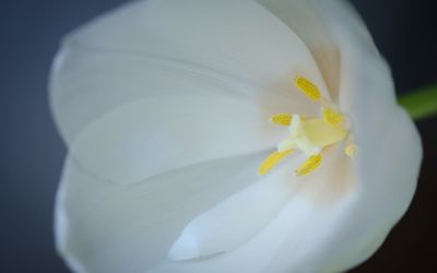 Close-up of white flowers