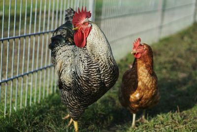 Close-up of rooster and hen by fence on grassy field