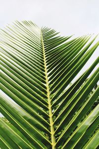 Close-up of palm tree leaves against sky