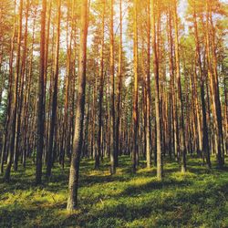 Scenic view of forest