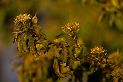 Close-up of flowering plant