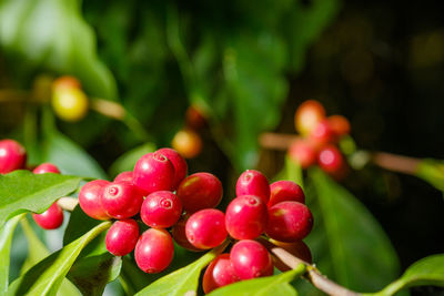 Close-up of cherries growing on plant