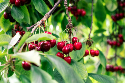 Close-up photo of farm trees full of ripe cherries.