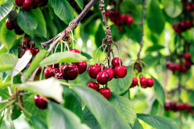 Close-up of red berries growing on tree