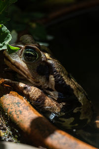 Close-up of frog