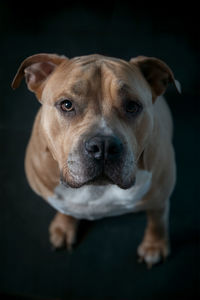 Close-up portrait of a dog over black background