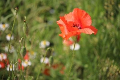 Close-up of red poppy flower on field