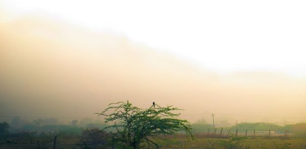Trees on landscape against sky at foggy weather
