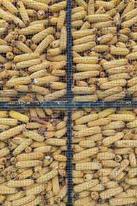 Full frame shot of corns behind metal fence