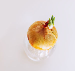 Onion with green sprouts in a glass jar.