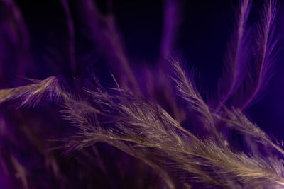 Close-up of stalks against black background