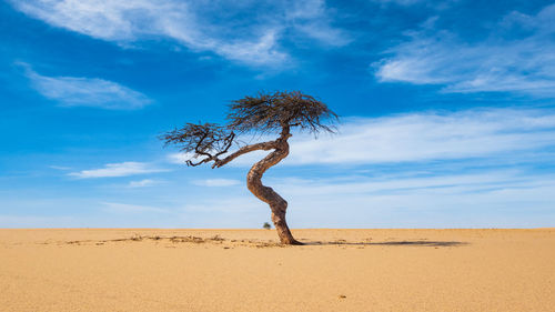 Bare tree amidst desert against sky
