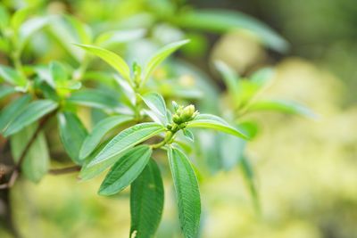 Close-up of fresh green plant