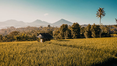 Scenic view of field against sky