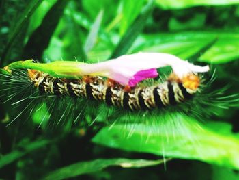 Close-up of insect on flower