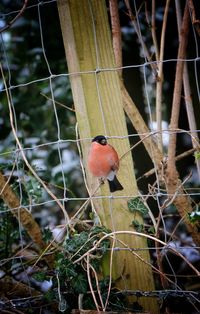 Close-up of bird perching on wall