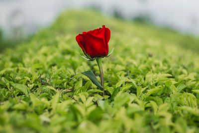 Close-up of red rose in field
