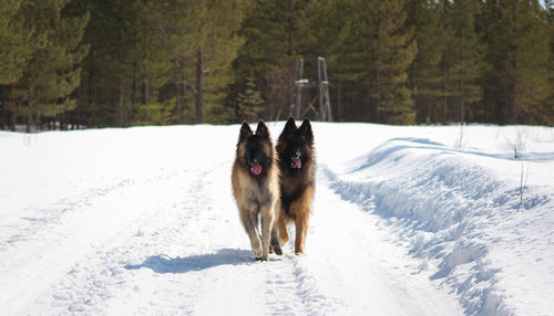 Dog standing on snow covered land