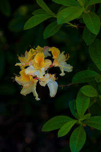 Close-up of yellow flowering plant