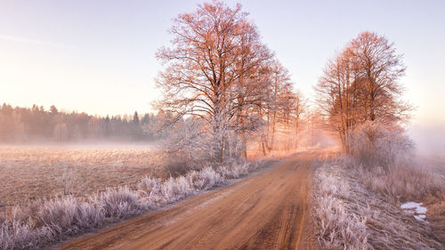 Road amidst trees against sky during winter