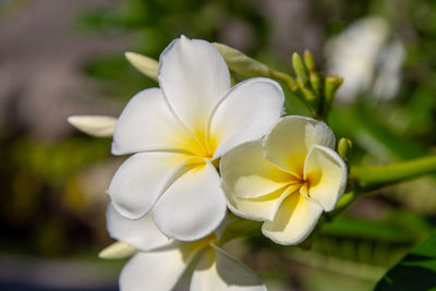 Close-up of frangipani blooming outdoors