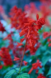 Close-up of red flowers blooming outdoors