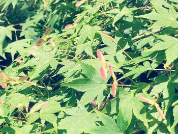 High angle view of green leaves