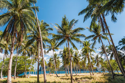 Palm trees on beach against sky