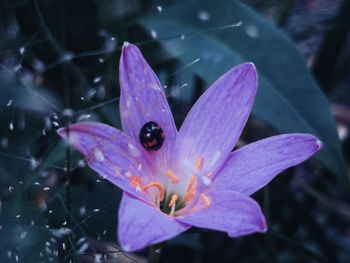 Close-up of purple flowering plant