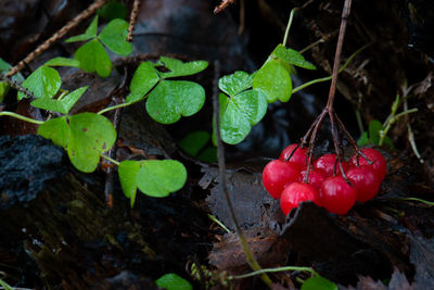 Close-up of red berries growing on field