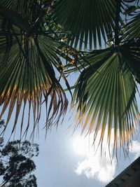 Low angle view of palm trees against sky