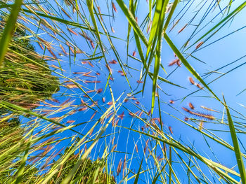 Low angle view of grass against clear blue sky