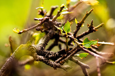 Close-up of flowering plant on tree