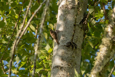 Low angle view of a tree