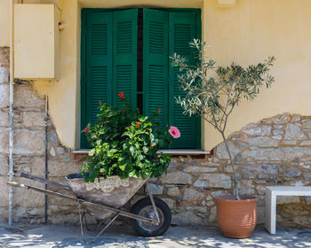 Potted plants outside building