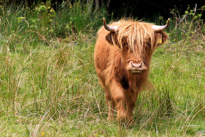 Highland cattle standing on grassy field