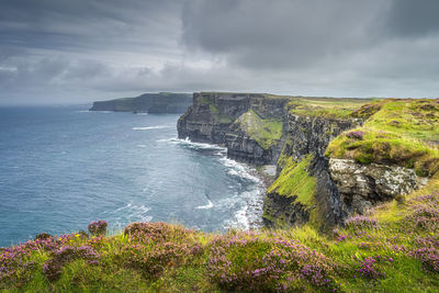 Purple heather growing on the edge of majestic and iconic cliffs of moher, ireland