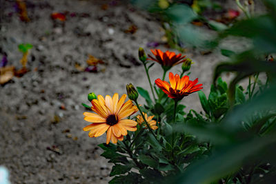 High angle view of orange flower